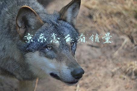 京东怎么看销量两万个评价有多少(京东2021新增用户7成来自下沉市场 3C家电线下增长韧性十足)