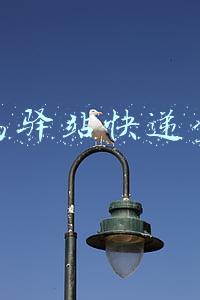 菜鸟驿站快递查询