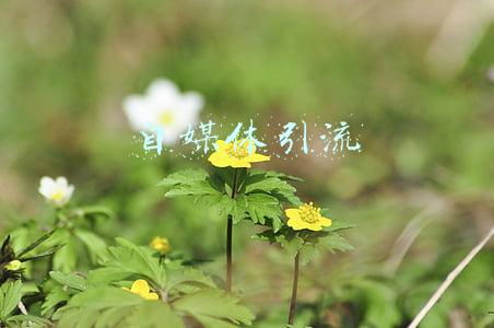 自媒体引流 自媒体引流