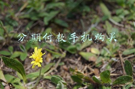 分期付款手机购买