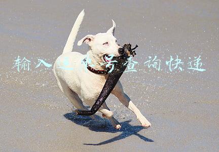 输入运单号查询快递