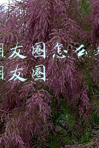 微信朋友圈怎么转发别人的朋友圈