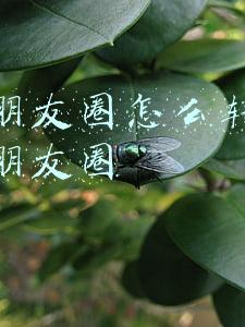 微信朋友圈怎么转发别人的朋友圈