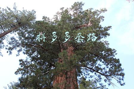拼多多套路骗局(拼多多助力红包诱惑中的骗局，惊暴市场背后操手是谁？)