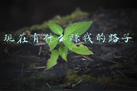 现在有什么赚钱的路子 现在有什么赚钱的路子