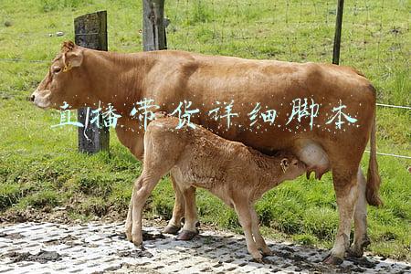 直播带货详细脚本