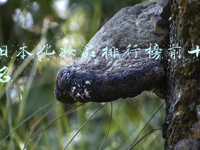 日本化妆品排行榜前十名