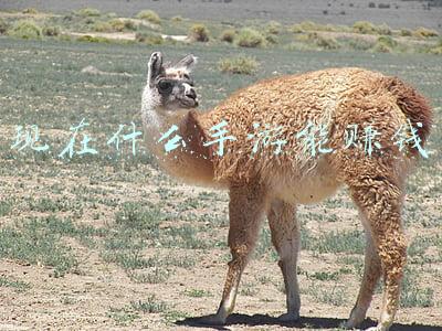 现在什么手游能赚钱 现在什么手游能赚钱