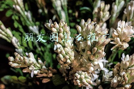 朋友圈怎么推广