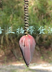 抖音直播带货流程