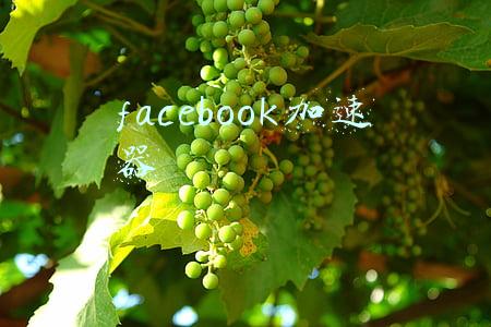facebook加速器免费(Facebook、Instagram 和 WhatsApp 宕机：许多用户无法进入)