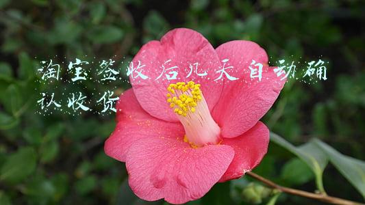 淘宝签收后几天自动确认收货 淘宝签收后几天自动确认收货