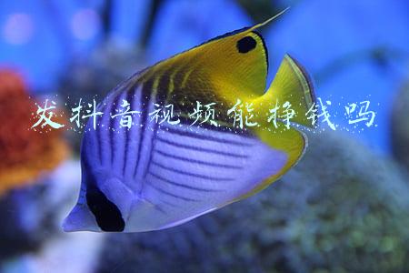 发抖音视频能挣钱吗