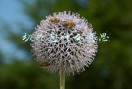 切片是什么意思