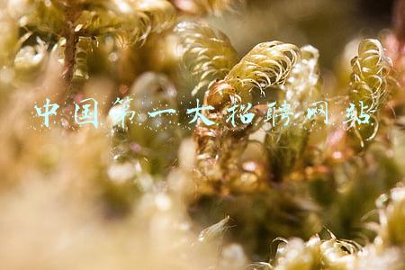 最大的招聘网(BOSS直聘赴美IPO，月活用户达3060万，已成中国最大在线招聘平台)