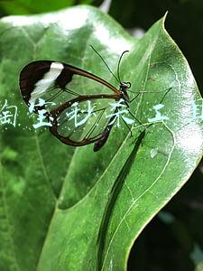 淘宝秒杀神器(制售“秒杀”软件行为的司法认定)