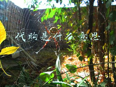 淘宝代购是什么意思(淘宝买到的产品与实际的不符怎么办)