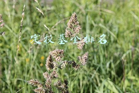 定投基金排名