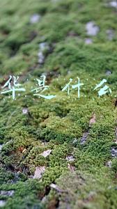 嘉年华是什么意思