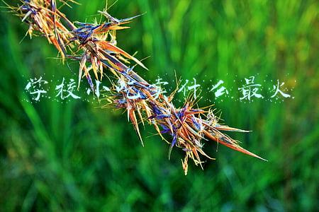 学校小吃卖什么最火