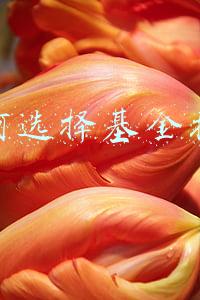 如何选择基金技巧