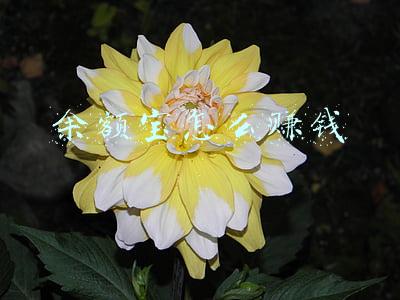 余额宝怎么赚钱快(余额宝怎么盈利，实现7日年化收益率？与其他基金有什么区别？)