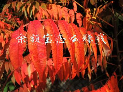 余额宝怎么赚钱