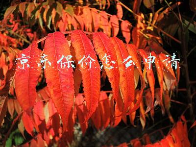 京东保价怎么申请步骤(《京东》保价申请流程)