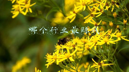 哪个行业最赚钱