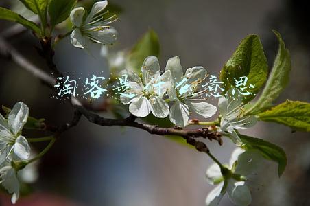 淘客是什么意思