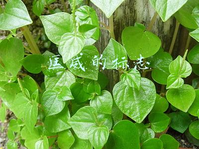 匡威的标志是印上的还是缝上的(“国潮”代表？回力的潮流之路)