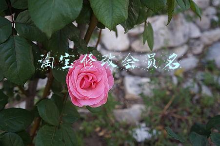 淘宝修改会员名