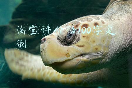淘宝评价语100字复制