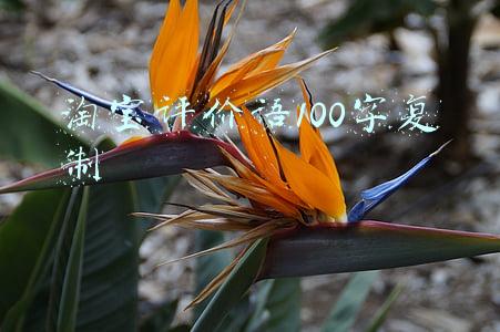 淘宝评价语100字复制