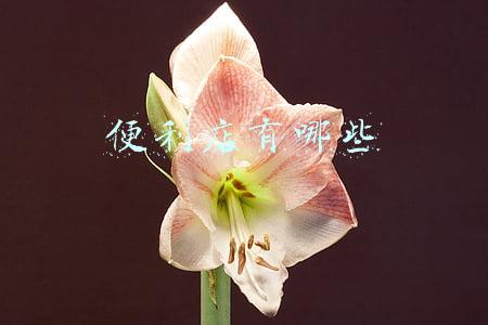 便利店有哪些