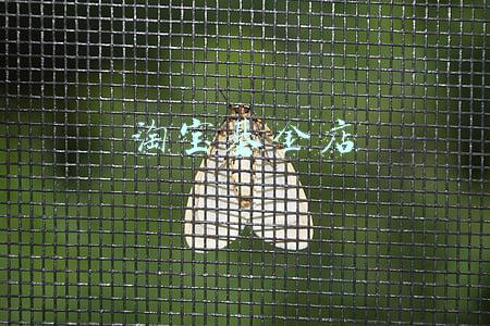 淘宝基金怎么卖(5400万起步！淘宝又有基金公司股权拍卖)