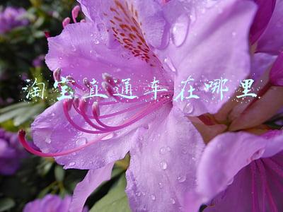 淘宝直通车在哪里