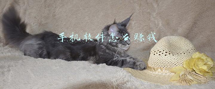 手机软件怎么赚钱