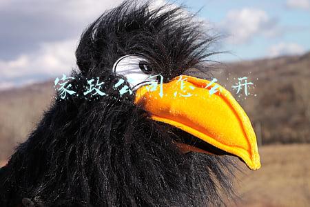 家政公司怎么开