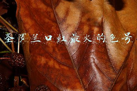 圣罗兰口红最火的色号