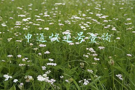 申通快递号查询不到物流(“我的快递究竟去哪儿了？”申通快递为何成“慢递”)