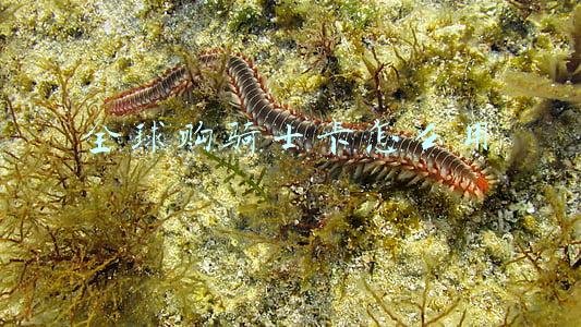 全球购骑士卡怎么用