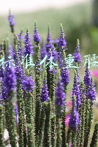女性标准体重腰围表