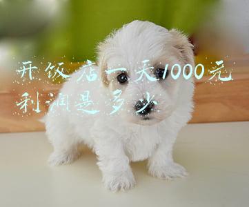 开饭店一天1000元利润是多少