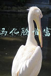 马化腾首富