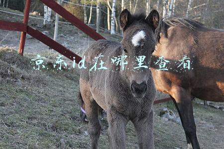 京东id在哪里查看 京东id在哪里查看