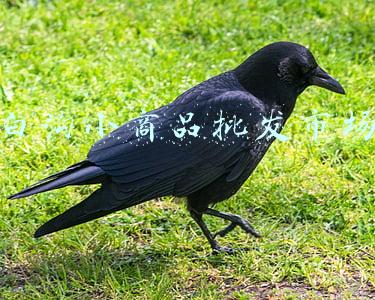 白沟小商品批发市场的简介(保定有个新的城，他叫白沟新城，你了解吗？)
