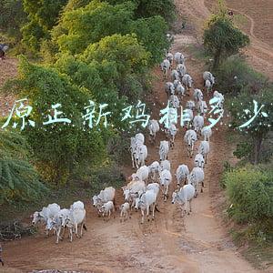正新鸡排的鸡肉是哪个商家的；正新鸡排的鸡排是什么肉？