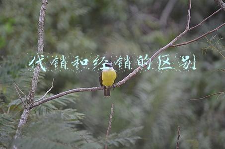 代销和经销的区别 代销和经销的区别