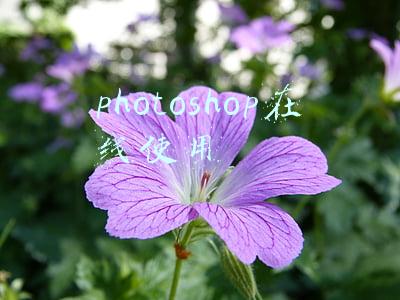 photoshop在线使用